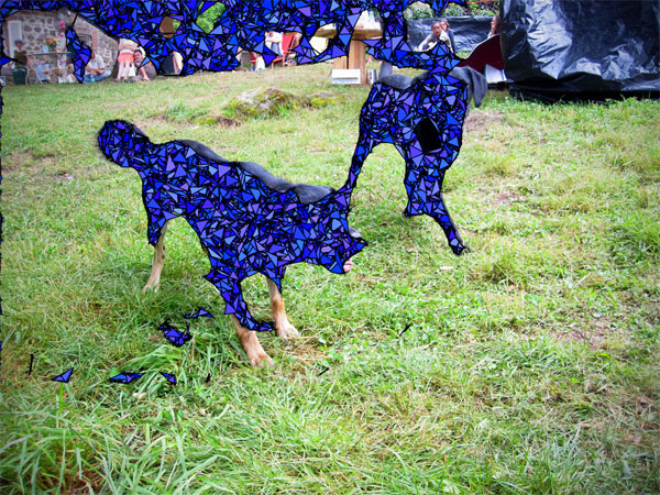 dogs