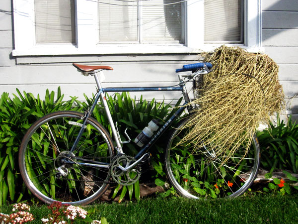 tumbleweed